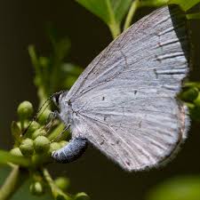 Image result for Inhambanella