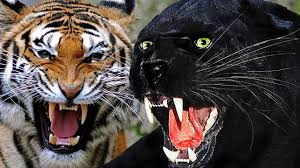 Early production tiger from 13. Nrl Record Round 24 Sportsfreak