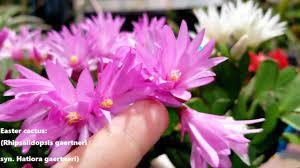 Christmas cacti bloom just in time for the holidays (hence their name), and they're pretty stunning too. Easter Cactus Care Bloom Encouragement Rhipsalidopsis Hatiora Gaertneri Youtube