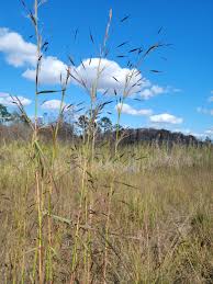 Image result for Hyparrhenia rufa