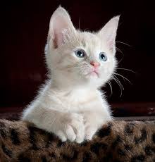 صور فطط بيضاء جميلة Cats Grey Kitten Sick Cat