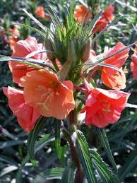 Pin On Plants
