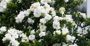 We did not find results for: Lemari Tertata Rapi Hanya Dalam 15 Menit Coba Cara Ini Parenting Dream Co Id