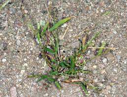 Image result for Urochloa arrecta
