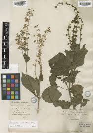 Image result for Equilabium