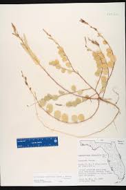 Image result for Phyllanthus ovalifolius