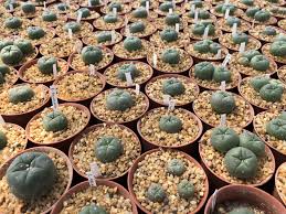 Image result for Lophiocarpus