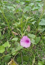 Image result for Ipomoea asarifolia