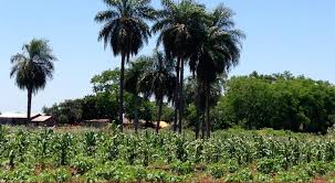 Delphi Organic Sesame Seeds And Chia Seeds Delphi Organic The cultivation costs of chia is a couple of hundred whereas the yields are 3 quintals an acre for the white variety and about 5 quintals for the black it promotes cultivation of chia, with a buyback offer.