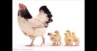 25 Gambar Kartun Ayam Bangkok Anak Ayam Tek Kotek Lagu Anak Populer Download 10 Ayam Bangkok Asli Terbaik Di Thailand Ayam Ban Piaraan Gambar Kartun Hewan