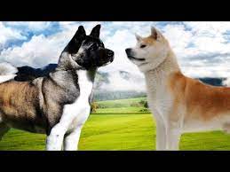 American Akita Vs Japanese Akita Highlights Youtube