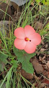 Image result for Abelmoschus