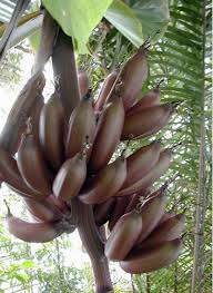Image result for Musa paradisiaca