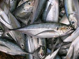 Fish Names Fish Over Fish Freshwater Fish