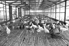 neo tiew village lim chu kang chicken farm chicken farm lim chu kang village