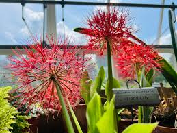 Image result for Scadoxus multiflorus