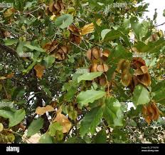 Image result for Combretum