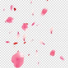 Free Floating Cherry Blossom Petals Pull Material Transparent Background Png Clipart Hiclipart Browse and download hd cherry blossom petals png images with transparent background for free. free floating cherry blossom petals