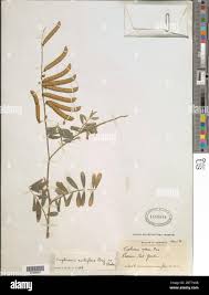 Image result for Tephrosia noctiflora