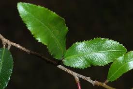 Image result for Ochna stolzii
