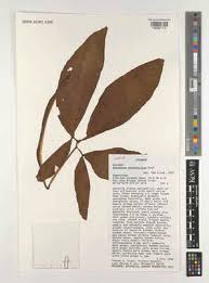 Image result for Napoleonaea septentrionalis