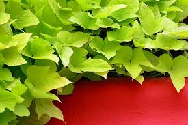 How To Grow Sweet Potatoes In Containers Urban Turnip