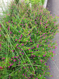Maybe you would like to learn more about one of these? Small Flower Plant Aster Vender Plants And Trees