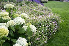 Check spelling or type a new query. Moderne Monokultur Geranium Lavendel Und Hortensien Jeweils In Weitlaufigen Abschnitten Gesetzt Lassen Selbst Kleinere Beete Pflanzideen Pflanzen Hortensien
