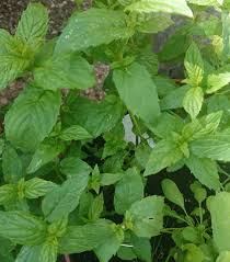 The key differences between the two types of mint are spearmint is a naturally occurring aromatic herb that is found in cuisines since the roman times. Mint Plant Wilting How To Solve It Gardener Report