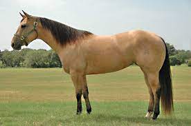 Horses for sale at nsw, tantawangalo. Pin On Buckskin