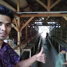 Pakan ayam petelur ini jauh lebih hemat dan menguntungkan dalam usaha ternak ayam petelur. Jual Kandang Baterai Ayam Petelur