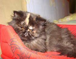 Pastikan anda membuat tinjauan haiwan, vaksinasi yang diperlukan, pencegahan cacing. Adakah Kucing Mempunyai Cirit Birit Apa Yang Perlu Dilakukan