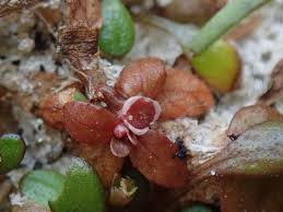 Image result for Elatine