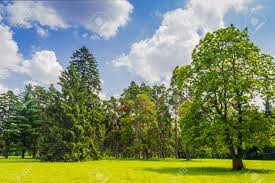 All the textures previews were loaded in low resolution. Large Clearing In The Park Among The Conifers And Deciduous Trees On The Background Of The Sky With Clouds Stock Photo Picture And Royalty Free Image Image 41178642