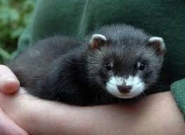 Baby Ferrets For Sale Google Search Baby Ferrets Ferret Pet Ferret