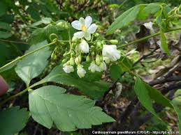 Image result for Cardiospermum grandiflorum