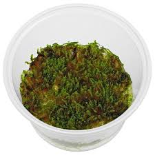 Image result for Lomariopsis hederacea