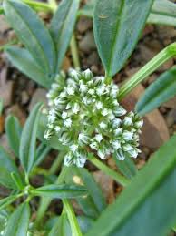 Image result for Limeum argute-carinatum