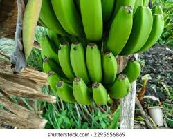 Image result for Musa paradisiaca