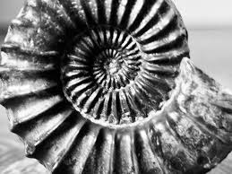 Image result for Pleioceras