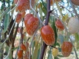 En Sinsi Hastaliklardan Biri O Fruit Plants Fruit Natural Treatments