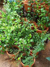 Johor bahru (also johor baru or johore baharu , but universally called jb ) is the state capital of johor in southern peninsular malaysia, just across the causeway from singapore. Pokok Bidara Sidr Berduri Jujube Ziziphus Mauritiana Furniture Home Living Gardening Plants Seeds On Carousell