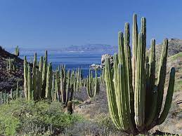 But you can see how even plants. How To Grow And Care For Pachycereus World Of Succulents