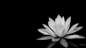 Customize and personalise your desktop, mobile phone and tablet with these free wallpapers! Black And White Flower 1920x1080 Download Hd Wallpaper Wallpapertip