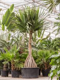 Image result for Pandanus utilis