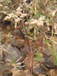 Image result for Polycarpaea corymbosa