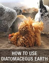 How To Use Diatomaceous Earth For Your Backyard Chickens Http Www Mychickencoop Net Use Diatomaceous Earth Pet Chickens Chicken Coop Raising Chickens