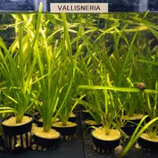 Image result for Vallisneria