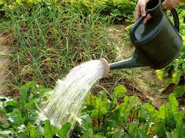 At least once a week. How To Water Your Garden To Get The Best Results Simple Living Country Gal