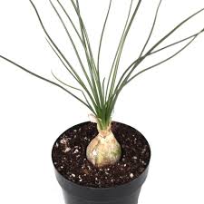 Image result for Albuca